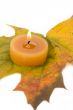 maple leaf