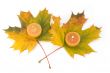 maple leaves