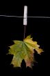 maple leaf