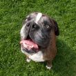 Boxer with open mouth and gaze upwards