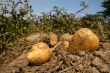Fresh potatoes on a field