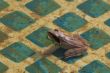The frog