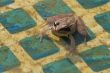 The frog