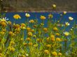 yellow flowers