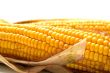 Freshly harvested corn