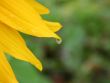 leaf of sunflower