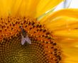 bees in sunflower