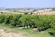 Marche - Vineyards