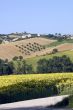 Landscape near Fermo