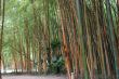 Bamboo forest