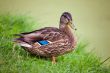 Duck in grass