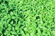 Abstract green nettles background