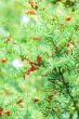 Common yew red seed