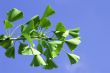 Ginkgo biloba leaf.