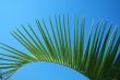 Leaves of a palm tree the sky