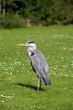 Heron