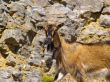 brown goat
