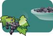 black-currant