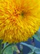 yellow flower close-up