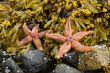 Starfishes on stones