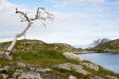 dry tree