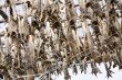 dried fish
