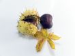 Conkers