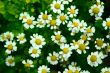 Camomile flowers
