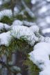 Winter pine branch in snow
