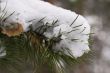 Winter fir branch in snow