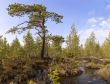 The pine among bog