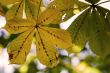 Chestnut leaf in fall