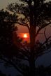 Sunset behind tree