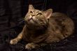 Curious cat