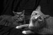 Curious cats