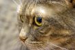 Cat`s eye