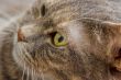 Cat`s eye