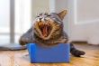 Cat in the box