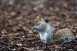 Squirrel eating