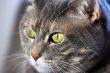 Cat`s green eye
