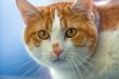 Cat face
