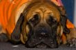 English Mastiff