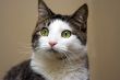 Tabby with white looking