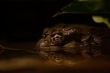 Toad in murky water