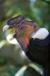 Andean Condor