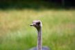 Cute Ostrich face