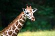 Cute Giraffe face