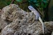 Lizzard on rock