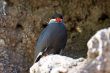 Inca Tern in a cliff