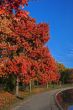 Fall scenery